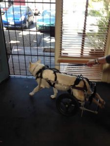 Roxy Special Needs German Shepherd On Her Way